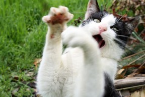 开云体育官方网站-_火箭队磨合渐入佳境，期待破局_，火箭队火箭队