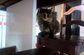 开云体育官网下载安装-《虚拟偶像助阵：电竞比赛引入新元素》，虚拟 偶像