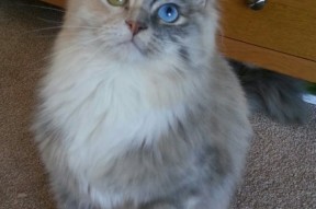 开云体育链接-数字经济带动篮球产业链多元化发展，推动行业转型升级，篮球产业链结构图